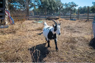 6531 Durant Road, Plant City, FL 33567 - Photo 27