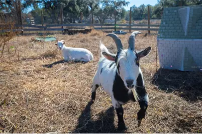 6531 Durant Road, Plant City, FL 33567 - Photo 29