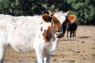 6531 Durant Road, Plant City, FL 33567 - Photo 39