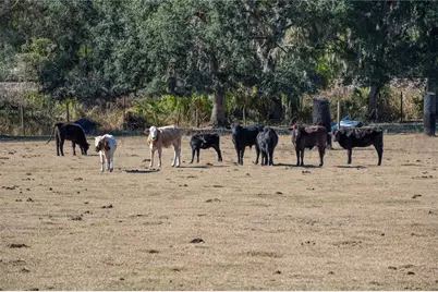 6531 Durant Road, Plant City, FL 33567 - Photo 33
