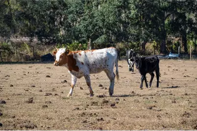 6531 Durant Road, Plant City, FL 33567 - Photo 37