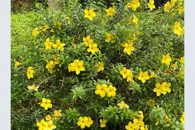 Caniaco Rio Abajo Strd 123, 8201 Sector Vendrel, Utuado, PR 00641 - Photo 15