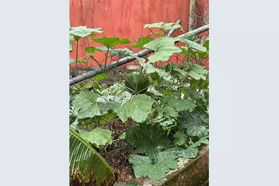 Caniaco Rio Abajo Strd 123, 8201 Sector Vendrel, Utuado, PR 00641 - Photo 17