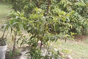 875 High Point Circle, Minneola, FL 34715 - Photo 29