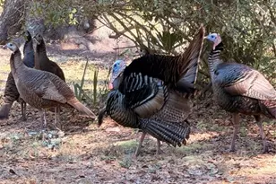 53706 River Trace Rd, Astor, FL 32102 - Photo 35