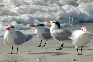 1761 Auburn Lakes Dr, Venice, FL 34292 - Photo 69