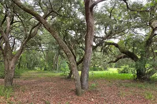 12590 NW 82 Ct, Chiefland, FL 32626 - Photo 7