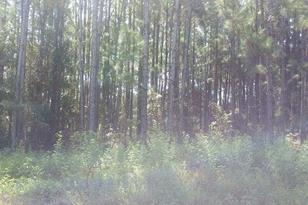 Mt Tabor Rd, Lakeland, FL 33810 - Photo 3