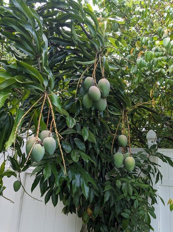 918 Cannes Dr, Kissimmee FL 34759-3815 exterior