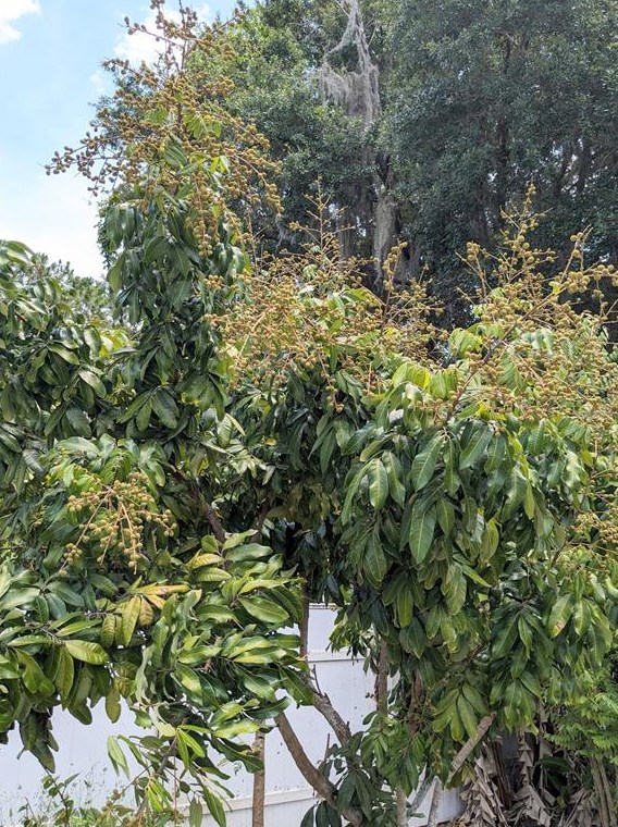 918 Cannes Dr, Kissimmee FL 34759-3815 exterior