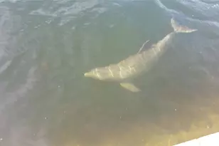 6035 Sea Ranch Dr, Hudson, FL 34667 - Photo 41