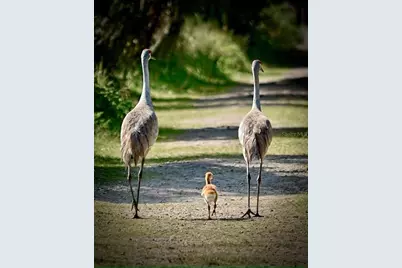 300 Del Sol Avenue, Davenport, FL 33837 - Photo 3