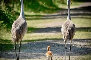 300 Del Sol Ave, Davenport, FL 33837 - Photo 3