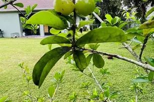 626 Baldwin Dr, Kissimmee, FL 34758 - Photo 17