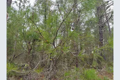 171 7th Way, Interlachen, FL 32148 - Photo 3