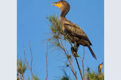 6035 Sea Ranch Drive #410, Hudson, FL 34667 - Photo 53