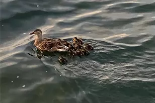 6009 Sea Ranch Dr, Hudson, FL 34667 - Photo 29