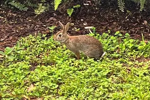 1244 Creek Woods Cir, Saint Cloud, FL 34772 - Photo 5