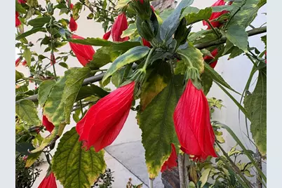 22 Deacon Jones Boulevard, Orlando, FL 32810 - Photo 31