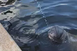 1210 S Maryknoll Rd, Englewood, FL 34223 - Photo 37