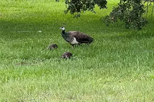 1100 Calanda Ave, Orlando, FL 32807 - Photo 35