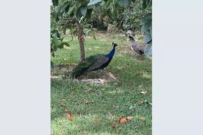 1100 Calanda Avenue, Orlando, FL 32807 - Photo 33