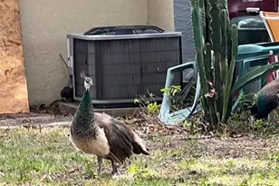 1100 Calanda Ave, Orlando, FL 32807 - Photo 31