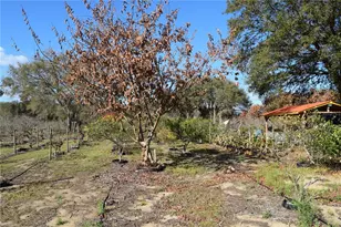 7901 N Cherry Lake Groves Rd, Groveland, FL 34736 - Photo 37