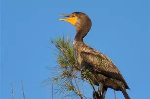 3200 Trident Terrace, New Port Richey, FL 34652 - Photo 59