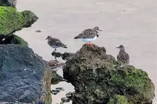 6035 Sea Ranch Dr, Hudson, FL 34667 - Photo 63