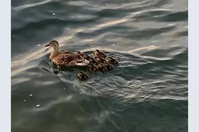 6035 Sea Ranch Drive #204, Hudson, FL 34667 - Photo 55