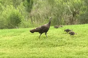 962 Umbria Dr, Poinciana, FL 34759 - Photo 47