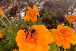 8908 Legacy Ct, Kissimmee, FL 34747 - Photo 51