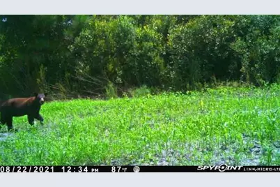 43820 Redlands Drive, Deland, FL 32720 - Photo 13