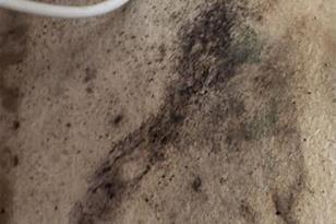 4909 Larkenheath Dr, Spring Hill, FL 34609 - Photo 5