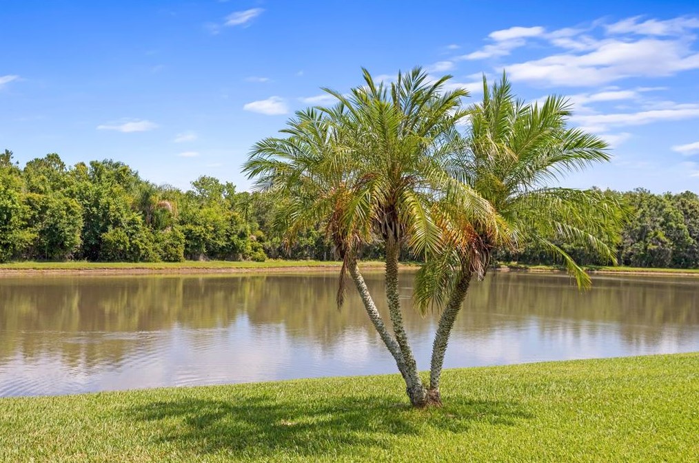 24704 Blazing Trail Way, Land O Lakes FL  34639-9581 exterior