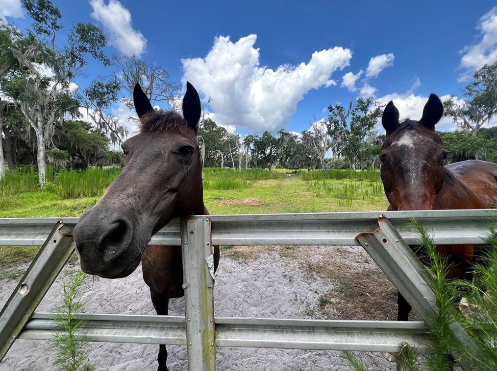 11535 County Road 39, Lithia FL  33547-3021 exterior