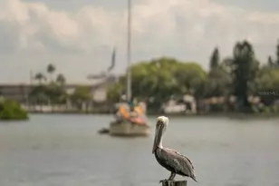 266 44th Ave, Saint Pete Beach, FL 33706 - Photo 19