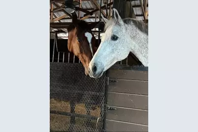 16315 McGlamery Road, Odessa, FL 33556 - Photo 11