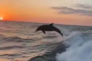 362 Coquina Dr, Tarpon Springs, FL 34689 - Photo 87