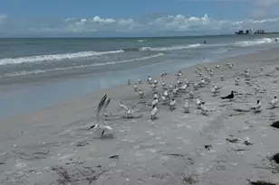 4103 Gulf Blvd, Saint Pete Beach, FL 33706 - Photo 21