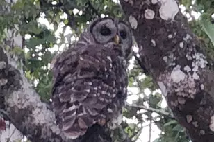 10305 Worthy Lamb Way, New Port Richey, FL 34654 - Photo 5