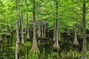 25435 Bruford Blvd, Land O Lakes, FL 34639 - Photo 57