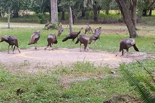 21451 US Hwy 98, Dade City, FL 33523 - Photo 47