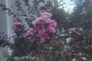 5125 Puritan Cir, Tampa, FL 33617 - Photo 3