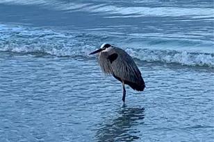 100 Bluff View Dr, Belleair Bluffs, FL 33770 - Photo 69