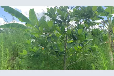 0 Sink Hole Road, Bartow, FL 33830 - Photo 19