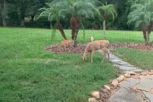 2841 Banyan Hill Ln, Land O Lakes, FL 34639 - Photo 5