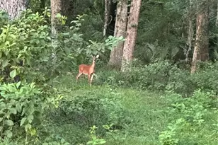 6177 Cr 625, Bushnell, FL 33513 - Photo 93