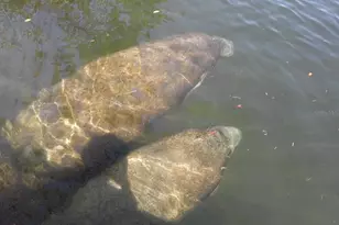 13147 Cabin Ct, Hudson, FL 34667 - Photo 57